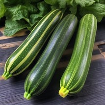 Cocozelle Zucchini Seeds 15 Ct Summer Squash Curcurbito Pepo Vegetable  From US - £5.45 GBP