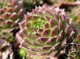 Sempervivum Species Mixed Hens Chicks Hardy Seeds Fresh Seeds Fast Shipping - £12.88 GBP