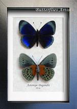 Asterope Degandii Blue Orange Real Butterflies Set Framed Entomology Shadowbox   - £71.21 GBP