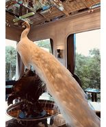 interoknack Luxury White Peacock Replica  Real Feather Home Décor, Bird... - €1.030,06 EUR interoknack Luxury White Peacock Replica  Real Feather Home Décor, Bird... - €1.030,06 EUR