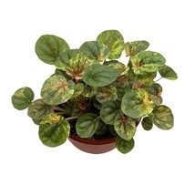 Peperomia Pink Lady, 4.5 inch Pot, Very Rare Pink Marble Platinum Silver Leaf Pe - £29.08 GBP