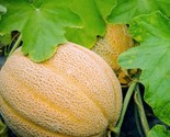 Hales Best Jumbo Melon 25 Seeds Seeds Non-Gmo Cantaloupe Muskmelon - $8.99