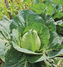 SEPT Wakefield Early Jersey Cabbage 250 Seeds Fresh For Gardens - £4.49 GBP