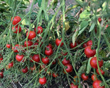 50 Riesentraube Tomato Seeds Fast Shipping - $8.99