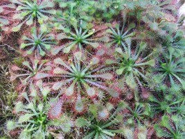 Drosera capillaris, sundew, Carnivorous plant - £5.08 GBP