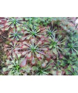 Drosera capillaris, sundew, Carnivorous plant - £5.10 GBP