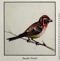 Purple Finch Bird Print 1931 Blue Book Birds Of America Animal Art PCBG21D - $14.01 CAD