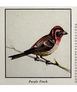 Purple Finch Bird Print 1931 Blue Book Birds Of America Animal Art PCBG21D - $14.01 CAD