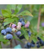 New 5 Nelson Northern Highbush Blueberry 1 Quart Sized Plant Ship Bare R... - $3,283.37 MXN