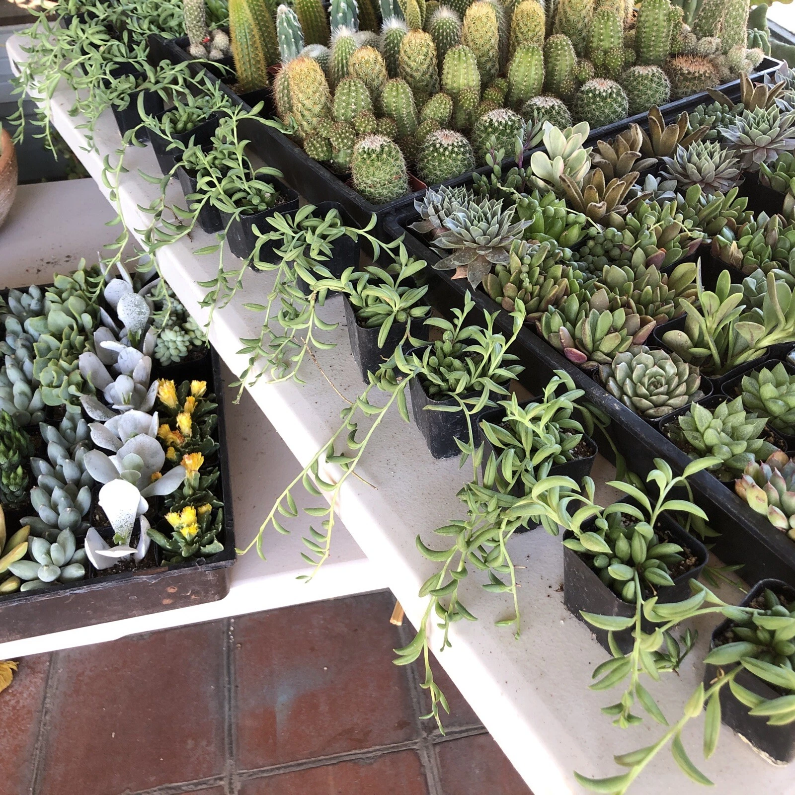 Senecio Radicans String of Bananas Succulent 6-8&quot; Rooted - $22.43