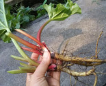 New Rhubarb Victoria Heirloom Vegetable Seeds/25 Seeds Bogo Sale - Ts - $5.99