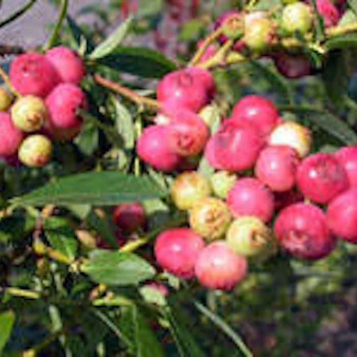5 Florida Rose Rabbiteye Blueberry Highbush Starter Plant Fruit Plant Fr... - $72.00