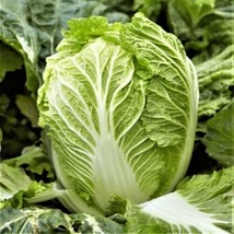 FRESH Yong Chinese Napa Cabbage Seeds - LettuceBok Choy  - $6.00