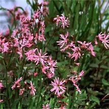 100 seeds  Ragged Robin Pink Purplish Lychnis Flos Cuculi Pink Flower - $8.58