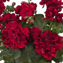 10 of Double Red Geranium Seeds Hanging Basket - Perennial Flowers - $2.80