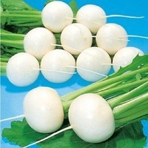 1 Original Pack, 3g Seeds / Pack, White Cherry Belle Radish Chinese Organic Vege - £2.77 GBP