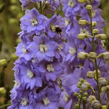 50 Lilac Ladies Delphinium Seeds Perennial Flower Seed Flowers 784 Home Garden - £5.85 GBP