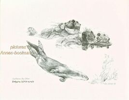 #320 SOUTHERN SEA OTTER  *  art print *  pen &amp; ink drawing by Jan Jellins - $12.50