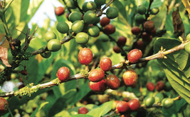 Coffea Liberica Liberian Coffee Seeds Garden Fresh USA Shipping - $13.97