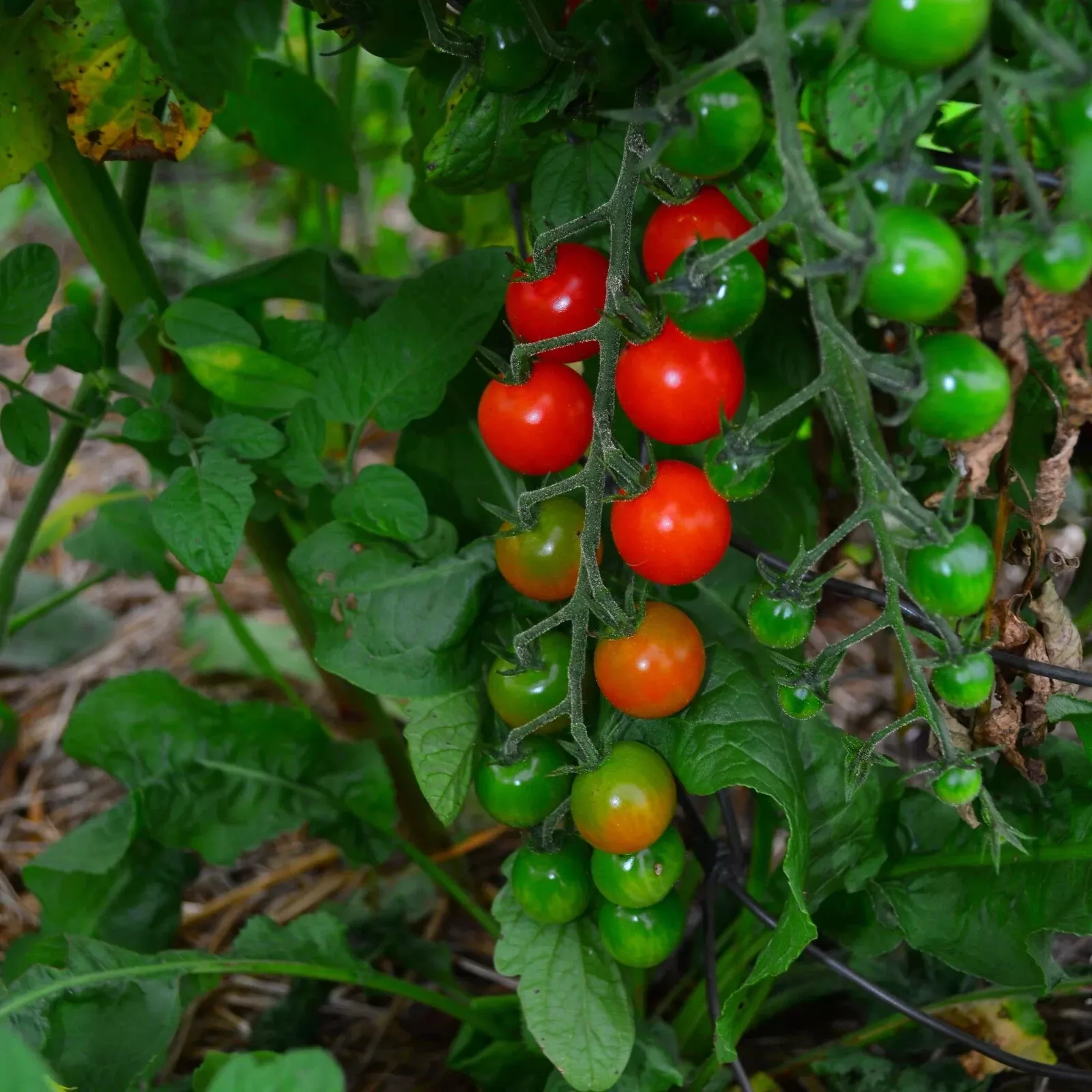 BStore 30 Sweetie Cherry Tomato Super Sweet Cherry Non-Gmo Seeds Starter Kits - $9.26