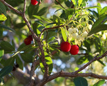 Strawberry Tree Arbutus Unedo Evergreen 20 Seeds Us - £7.20 GBP