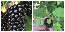 4 Pack Big Daddy Thornless Blackberry Live Plants Outdoor Garden - $56.99