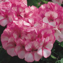 BELLFARM Geranium Vibrant Pink &amp; White Bicolor Blooms Flower Seeds, 10 seeds, bi - £3.56 GBP