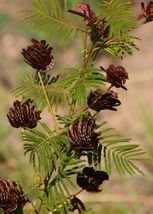 100 Illinois Bundleflower Desmanthus illinoensis Annual seeds  - £4.69 GBP