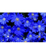 TH ¡Nuevo! 30 + Felicia Azules Blue Daisy Semillas De Flor / Larga Durac... - £11.76 GBP