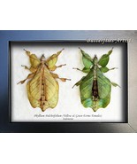 Phyllium Pulchrifolium Walking Leaf Two Rare Forms Framed Entomology Sha... - $145.00