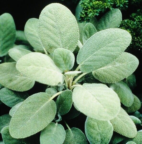 Culinary Sage Herb Seeds Fresh Harvest New Fresh  - $3.98