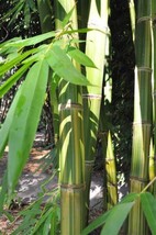 50 Huang Zhu Bamboo Seeds Privacy Climbing Garden Clumping Shade Screen 769 - $167.75 MXN