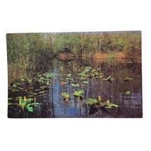 Postcard Okefenokee Swamp Park Scene Along Swamp Tour Trail Waycross GA Chrome - £5.56 GBP