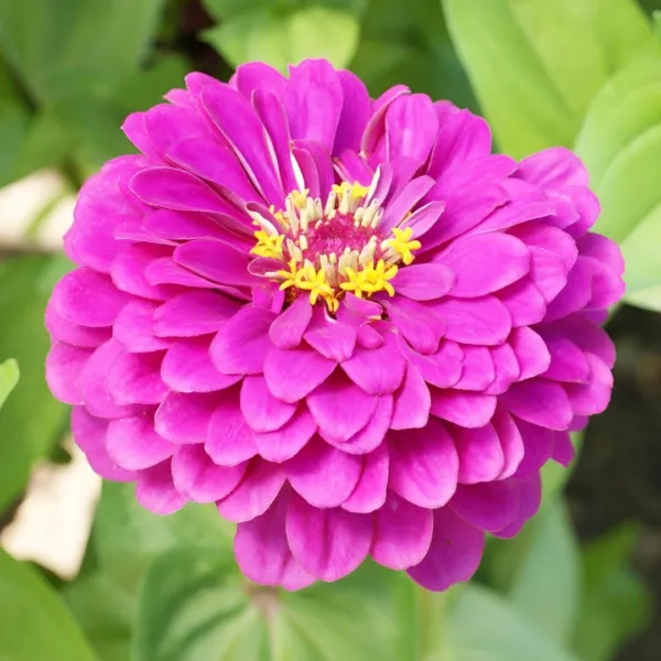 Fresh 200+ Zinnia Purple Prince Heirloom 5&quot;&quot; Blooms Butterflies Pollinators Seed - £8.56 GBP