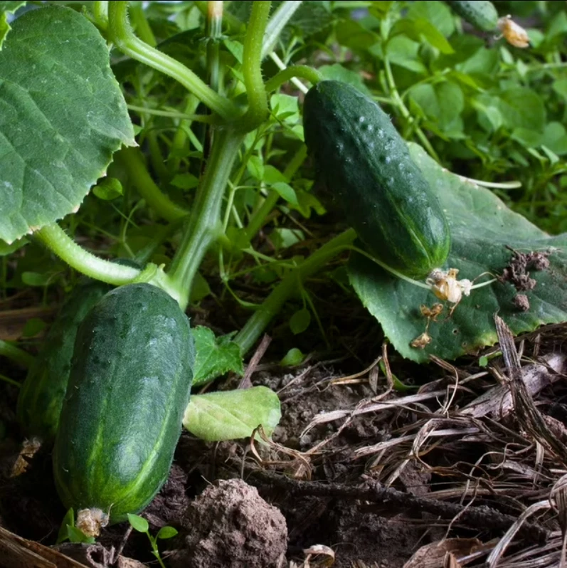 100 Seeds Cucumber Seeds Spacemaster Non-GMO  - $5.99