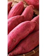10 Sweet potato Cuttings Red Japanese - $65.63 CAD