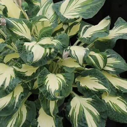 Hosta Hans Medium White Streaks Colorful Flowers 3 Inch Pot  - $35.61