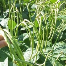 Thai Cowpea Light Green Seeds Yard Long Bean 10 Seeds US Fast Shipping - $8.39