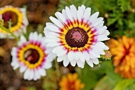 Painted Daisy Tricolor Autumn Mix 300 Seeds Gigantic Flowers Perennial Bees Usa - £4.78 GBP