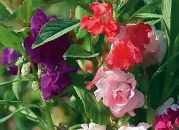 New Fresh Balsam Camellia Mix Flower 30 Seeds Impatiens - £8.26 GBP