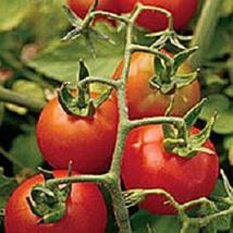 25 Seeds Fox Cherry Tomato Seeds - £17.55 GBP