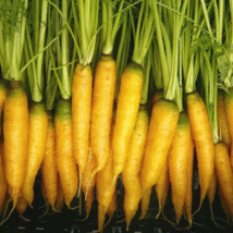 Carrot Seeds Yellowstone Organic Heirloom Non Gmo - £7.46 GBP