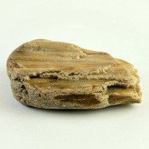Petrified Wood South Dakota 14.1 oz 4” x 3" x 1" Stone Fossil Wooden Rock image 2