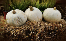 Amish Pie Winter Squash Seeds, NON-GMO, Tennessee Sweet Potato, Free Shipping Fr - £6.26 GBP