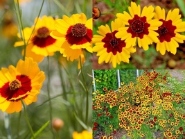 2000 Seeds Dwarf PLAINS COREOPSIS Native Wildflower Drought Tolerant Pol... - $16.75