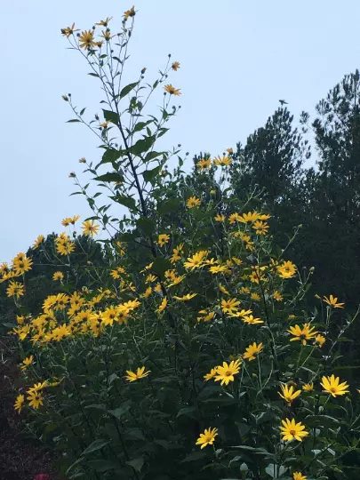 Jerusalem Artichoke (Helianthus tubersosus) Live Plant, Earth Apple or S... - $517.64 MXN