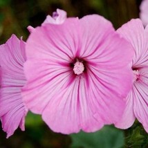 Radiant Pink Rose Mallow Hibiscus All Natural Annual Flower Garden Seeds - £4.19 GBP