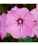 Radiant Pink Rose Mallow Hibiscus All Natural Annual Flower Garden Seeds - £4.19 GBP