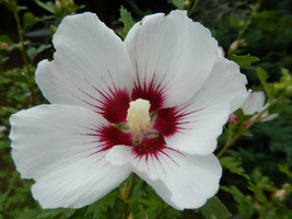 25 White Hibiscus Seeds (Crimson Eye)  Perennial Flower - £7.26 GBP