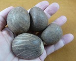 tn-11) 4 medium natural Tagua Nut whole nuts for craft Carving Dried pla... - $18.69